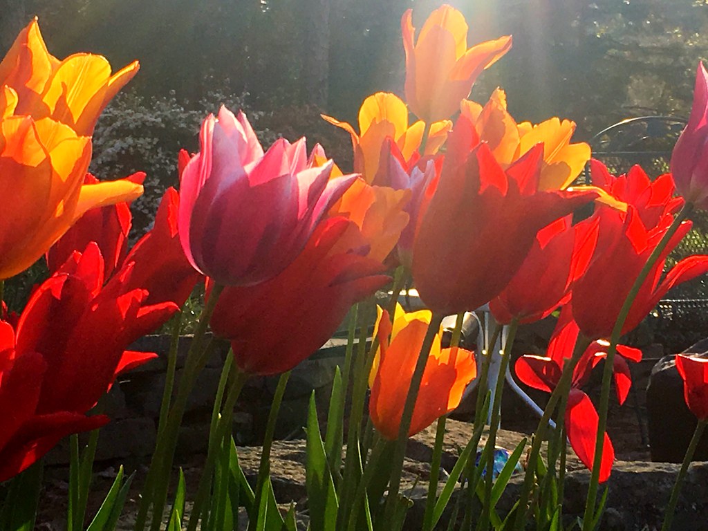 Tulips still thriving after two freezes; almost three weeks since the first one opened; pictured in the evening sun, west-central Arkansas, April 11, 2018 (Apple iPhone 6s)