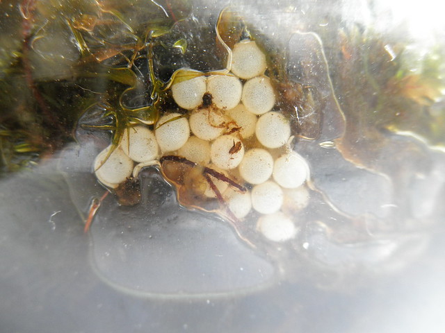 eggs of Macrochlamys amboinensis