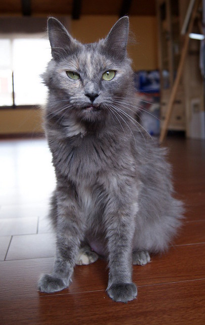 Suzanne, gata Carey Azul de pelo largo esterilizada buenísima y muy dulce nacida en Enero´17, en adopción. Valencia. ADOPTADA. 39207900780_49cb0c5465_z