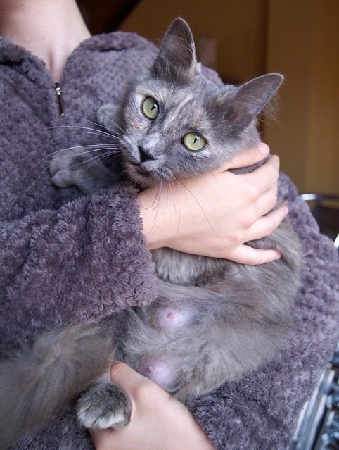 Suzanne, gata Carey Azul de pelo largo esterilizada buenísima y muy dulce nacida en Enero´17, en adopción. Valencia. ADOPTADA. 41017002571_da5219e243_z