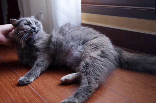 Suzanne, gata Carey Azul de pelo largo esterilizada buenísima y muy dulce nacida en Enero´17, en adopción. Valencia. ADOPTADA. 40307848894_20bc40a90c