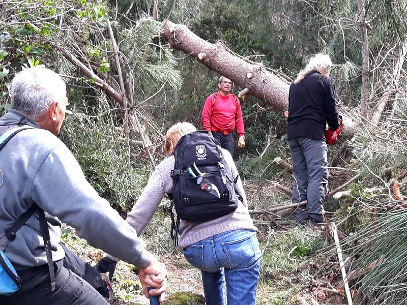 Tronçonnage des pins tombés dans la montée de Piscia Cava