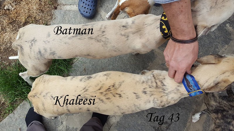 Vergleich mit Batman von oben, in Natura sieht Khaleesi noch breiter aus!