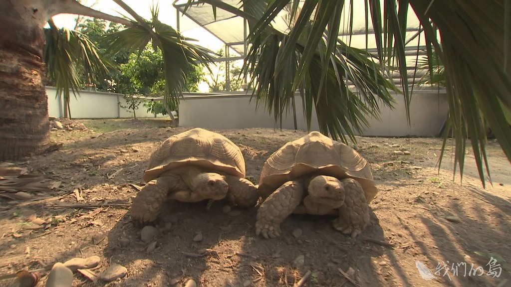 947-1-15辜嚴倬雲植物保種中心，收容了二十五隻蘇卡達象龜，都有因為飼主照顧不佳而產生的疾病。