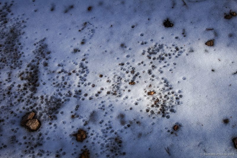 Huellas de gotas de agua en la nieve del bosque