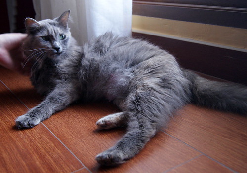 Suzanne, gata Carey Azul de pelo largo esterilizada buenísima y muy dulce nacida en Enero´17, en adopción. Valencia. ADOPTADA. 40974898262_5df4a6a7d1
