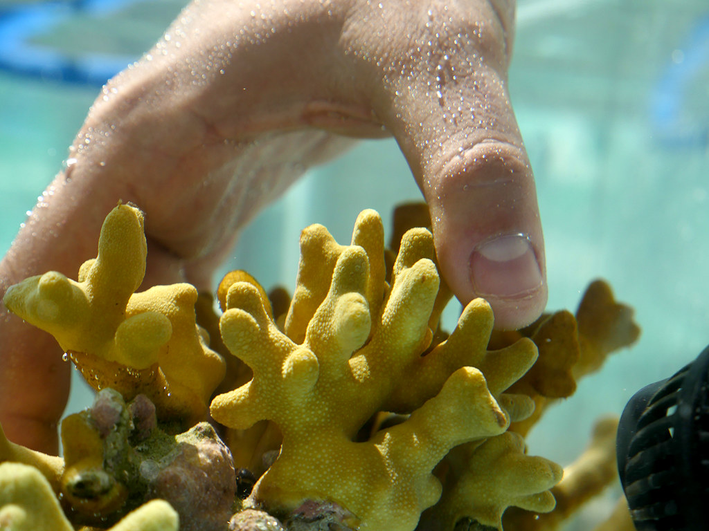 13-photo 44_experiences corail centre de recherche_Vincent Hilaire