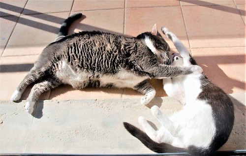 Oskar, gatito blanquinegro muy guapo extrovertido y dulce esterilizado nacido en Agosto´17, en adopción. Valencia. ADOPTADO.  40887489904_df47aec1eb