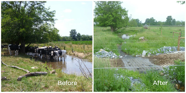 Before and after of a stream showing cattle access