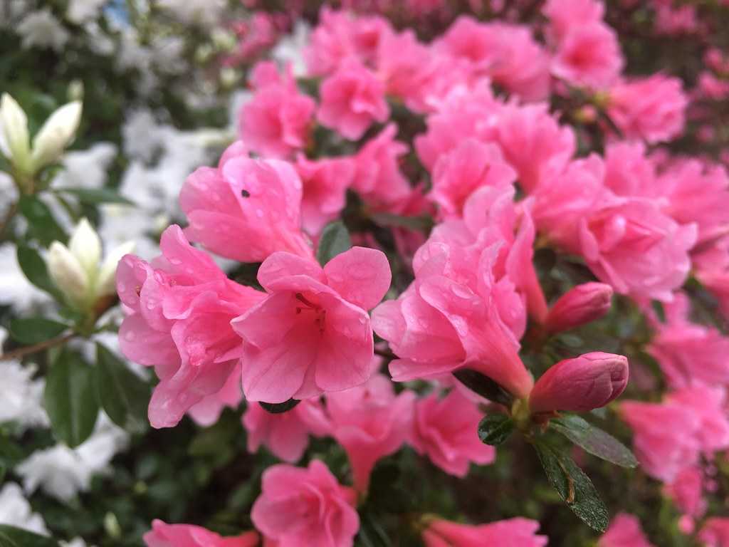 Azalea blossoms before a freeze? West-central Arkansas, April 2, 2018 (Apple iPhone 6s)