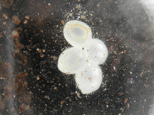 eggs of Arion obesoductus