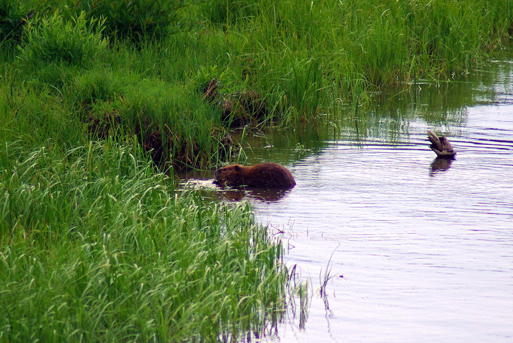 Beaver along the bank of the Yellowstone River, Fishing Bridge Area, Yellowstone National Park, Wyoming, August 9, 2010 (Pentax K10D)