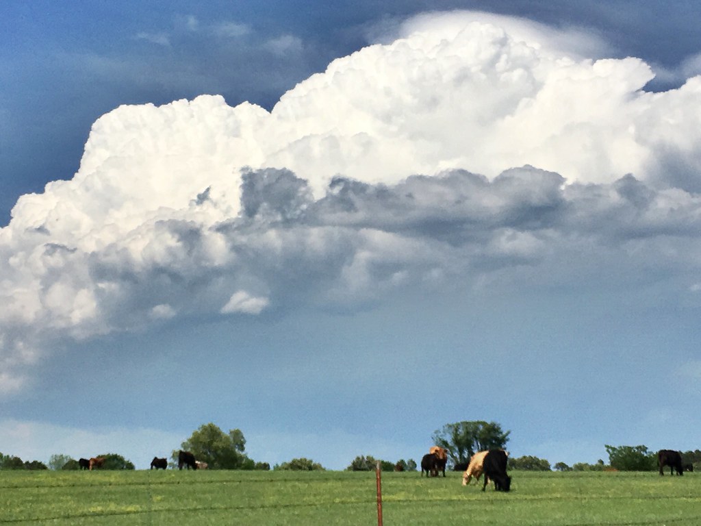 Clouds and cows, west-central Arkansas, May 6, 2018 (Apple iPhone 6s)