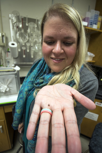 Dr. Lindsay Starkey displays a tick in her research lab.