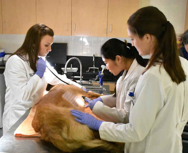 Dr. Amelia White works with students conducting an allergy test on a dog