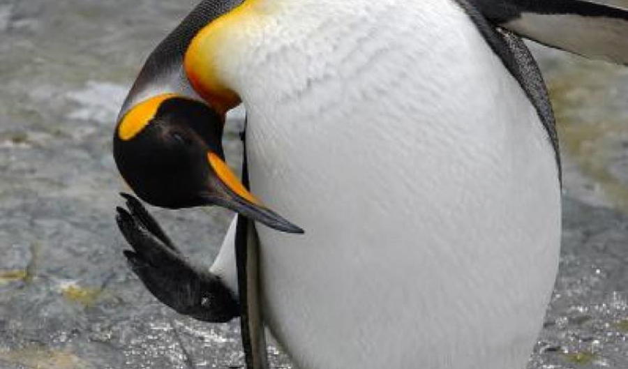 bigstock-Penguin