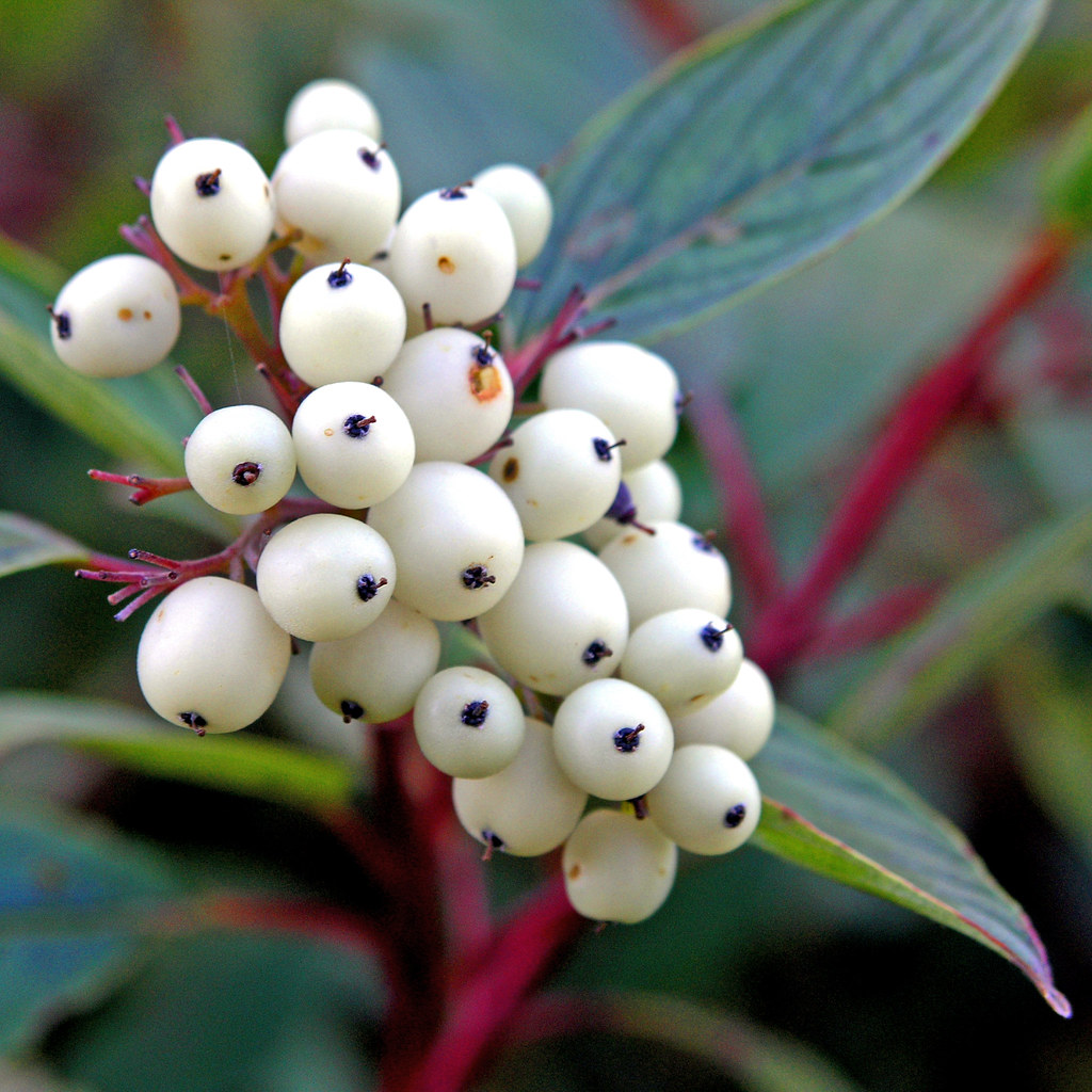 white-berries-creek-dogwood-these-white-berries-seem-to-flickr