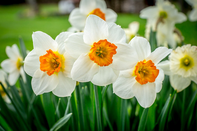 Daffodil, Daffodils, White, Orange, Spring