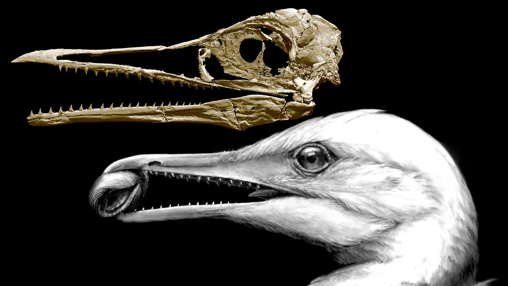 Fossil skull and artist's reconstruction