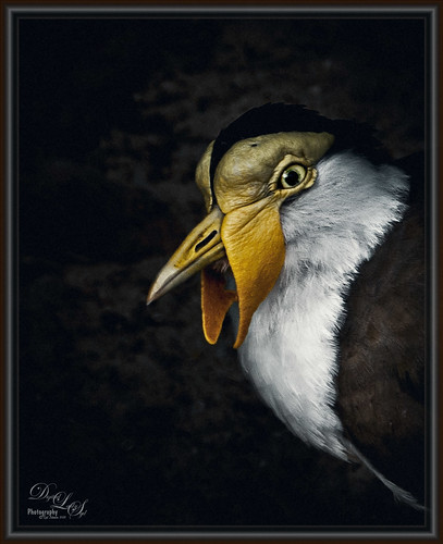 Image of a Masked Lapwing bird