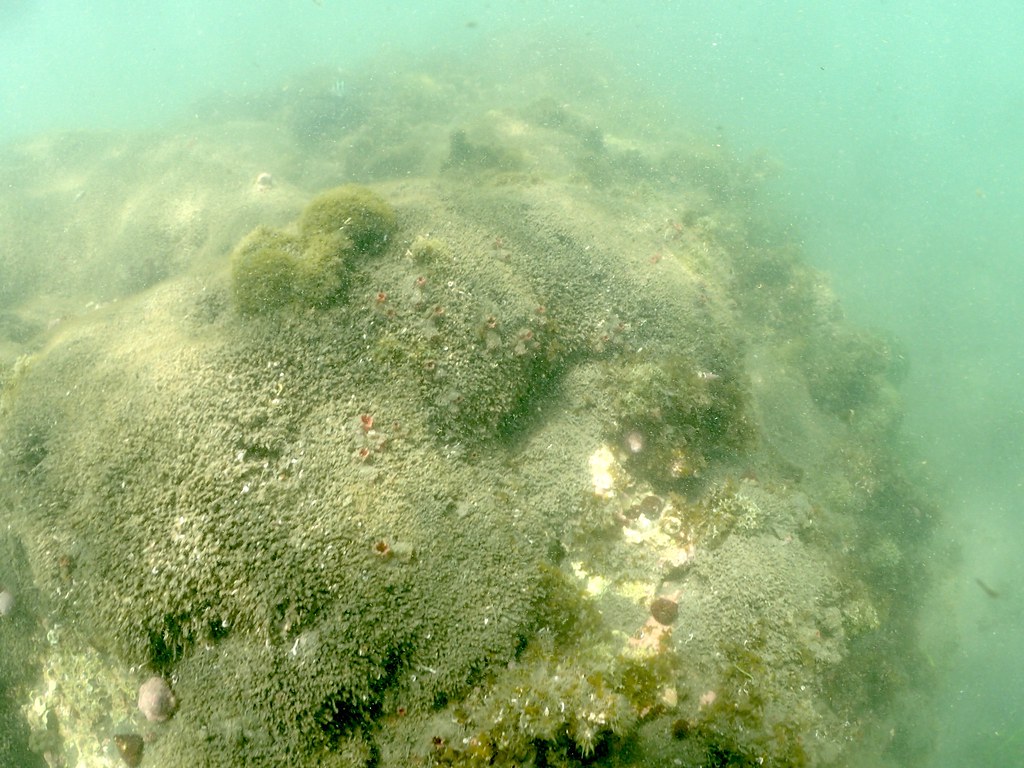 被沙子、海鞘和磷沙蠶科多毛類佔據的礁石