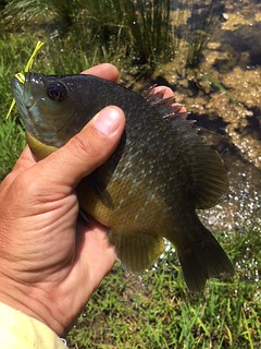 Bluegill being held in a hand