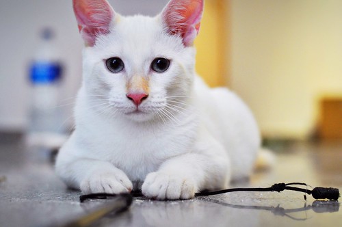 Bartolo, gatito Siamés Red Point dulce y guapo nacido en Marzo´18, en adopción. Valencia. ADOPTADO. 41826702040_327165a98e