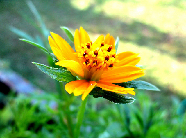 Ulam raja flower, orange