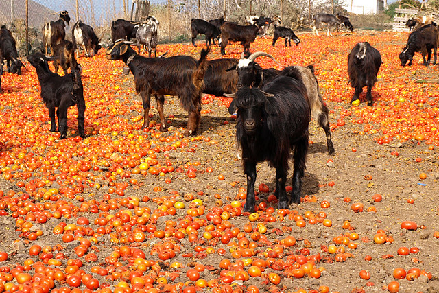 Goats and tomatoes, Tenerife