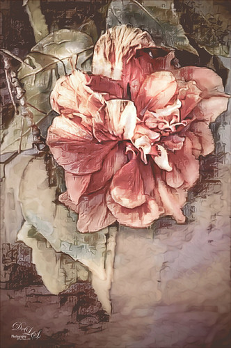 Image of a pink hibiscus bloom