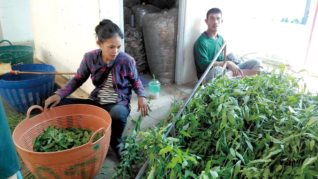 板東邦的社區有機藥草事業