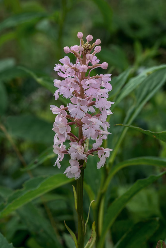 Pink form of the Small Purple Fringed orchid