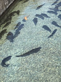 Photo of large hatchery trout ready for stocking