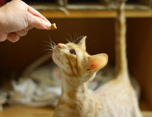 Rohit, gatito naranja cojito súper dulce y bueno esterilizado, nacido en Abril´18, en adopción. Valencia. ADOPTADO. 43002675315_3a9e196995