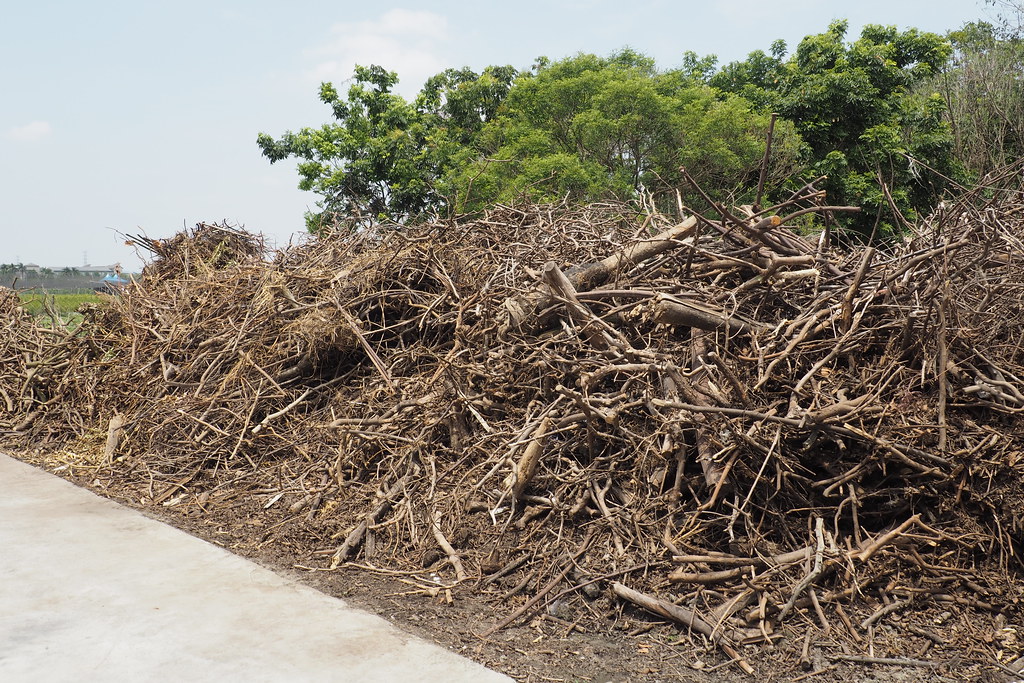 大量木質類農業廢棄物過去只能就地粉碎和送入焚化爐焚燒，處理成生物炭可作為炭匯，減緩溫室效應。攝影：李育琴