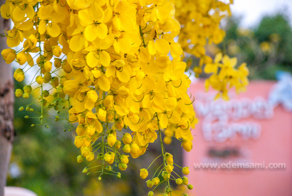 Дерево с желтыми цветами Таиланд