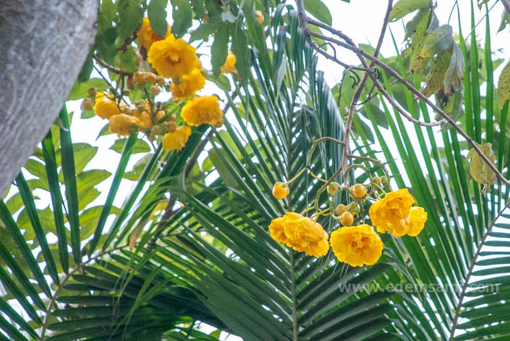 Дерево с желтыми цветами Таиланд