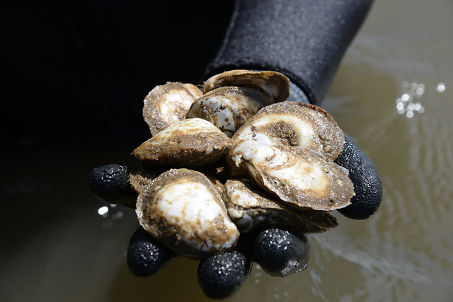 A close-up photo of gloved hand holding oysters.