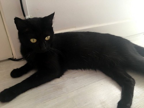 Morita, gatita negra divertida y guapa nacida en Marzo de 2017, en adopción. Valencia. ADOPTADA. 41924198840_4f1c878c98