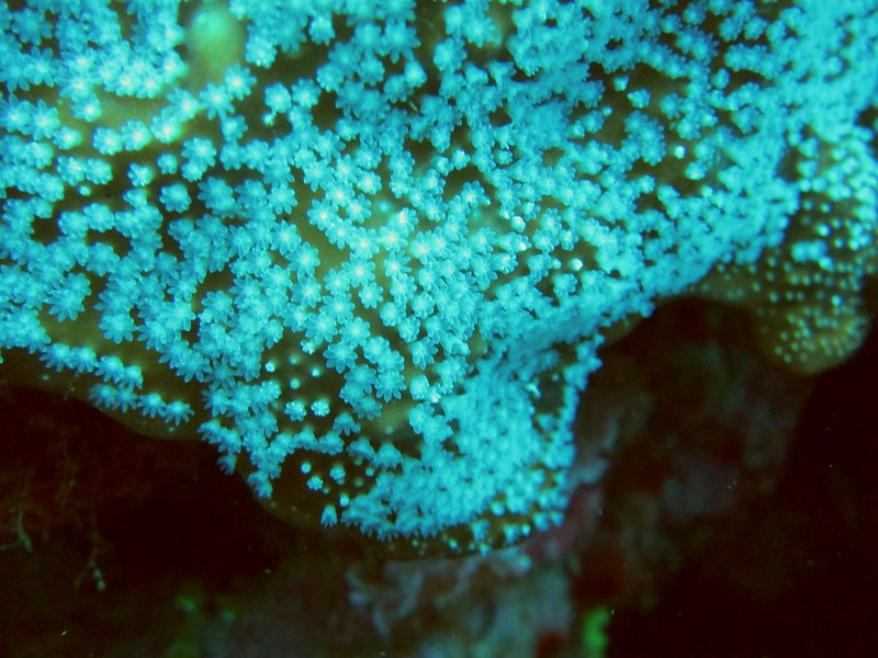 藍珊瑚即將要生殖（林育朱攝）