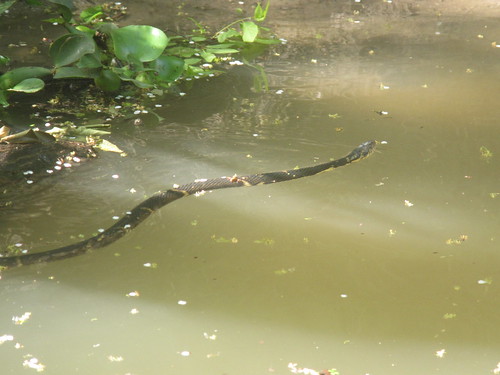 Snake On The Water...