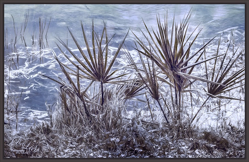 Image of small palms at Viera Wetlands in Florida