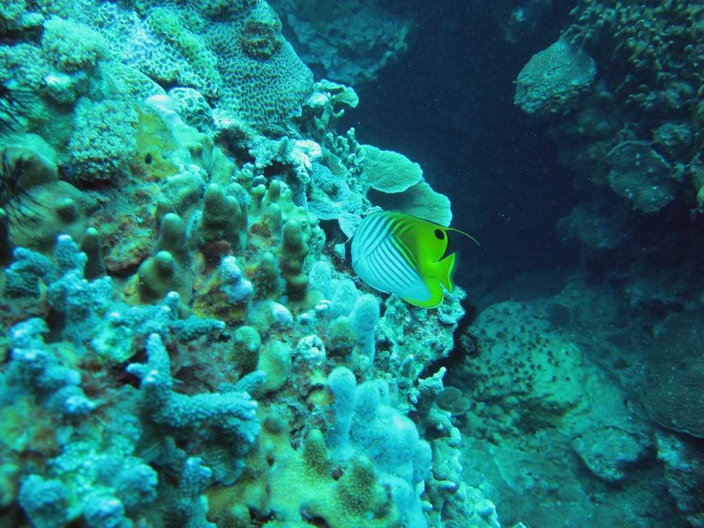 18年珊瑚礁體檢正式開跑首站落腳墾丁