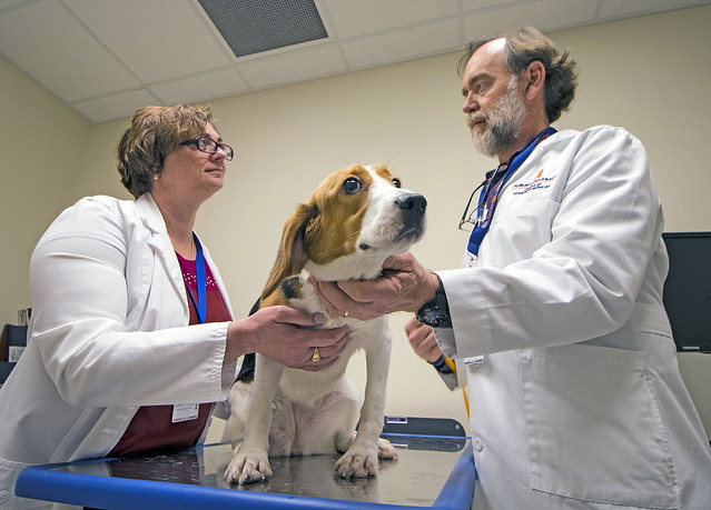 Dr. Annette Smith and Dr. Bruce Smith examine a dog.