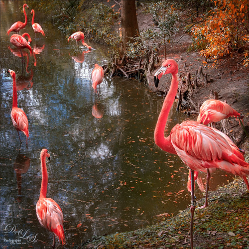 Image of some flamingos at Jacksonville Zoo