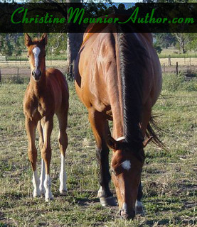Wrapping up a Novel - the Horse Missionary | ChristineMeunierAuthor.com