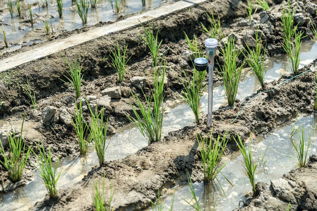 稻田中設置土壤水分張力計，測試土壤水分狀況，若超過水稻容忍範圍，須即時給水灌溉。