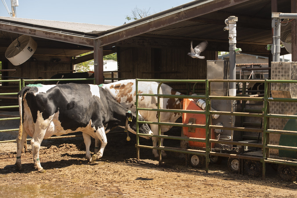 乳牛被帶到一台設備上，測量牠們進食時呼出的甲烷量