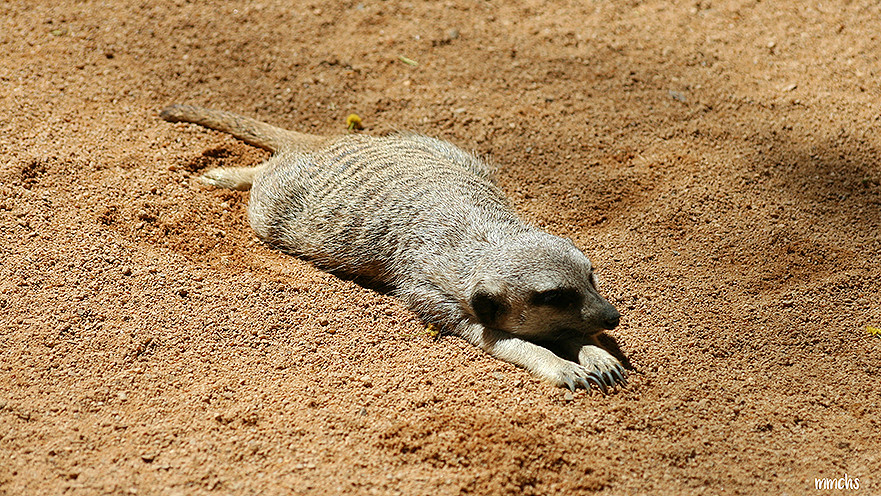 Bioparc suricatos