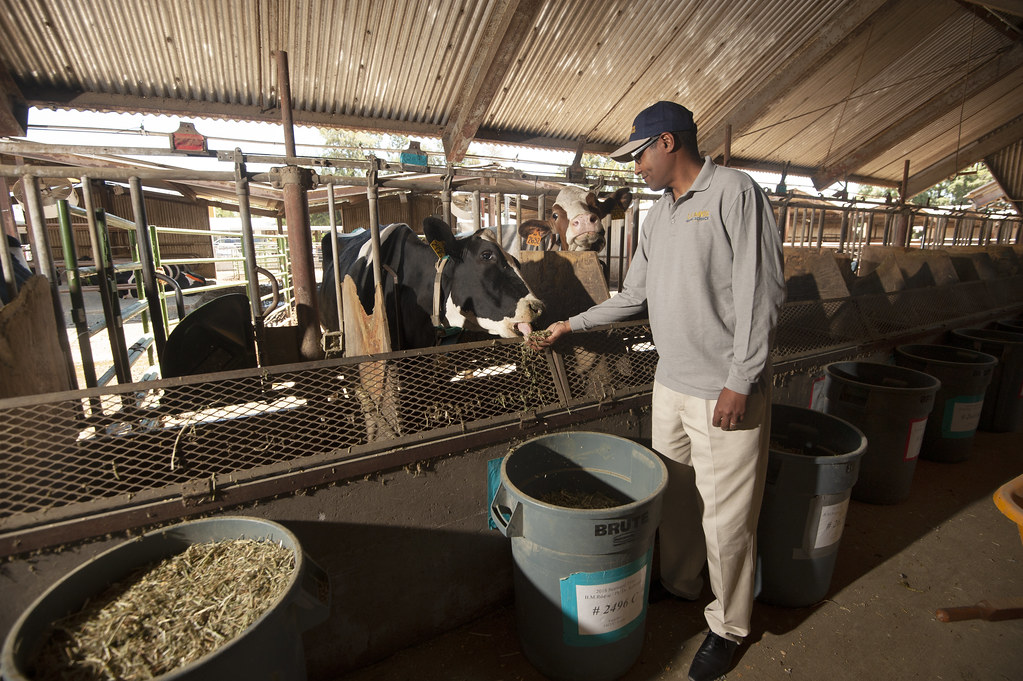 加州酪農必須在未來十年內將其170萬頭乳牛的甲烷排放量減少40％。圖片來源：Gregory Urquiaga/UC Davis
